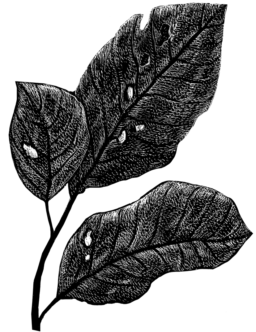 17264X_Duve_Regenroman_BM_01.png